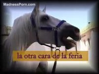 White horse with a huge cock gets sexually aroused in public